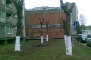 Boc: Toţi copacii care sunt toaletaţi vor avea dosar cu probă martor 