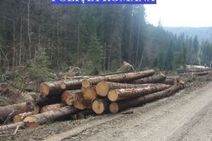 Material lemnos confiscat la Ibăneşti