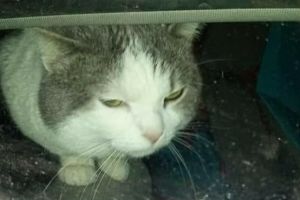 Pisica tinuta patru zile inchisa intr-o masina, la Timisoara