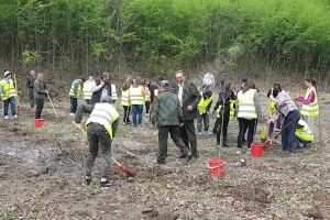 Elevii din Măneşti au ajutat Ocolul Silvic Sturzeni la reîmpădurirea unei zone