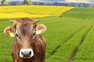 Condiţii pentru obţinerea sprijinului cuplat