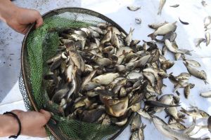 Centrul Regional de Ecologie Bacau a populat lacurile Bacău şi Galbeni cu peşte