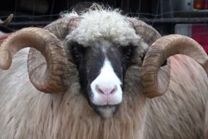 Termen limită pentru înscrierea berbecilor în RGR