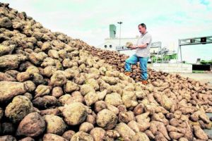 Patru fabrici de zahăr, recunoscute de MADR