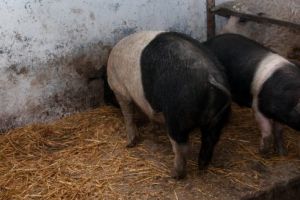 16 purcei Bazna, distribuiţi în judeţ