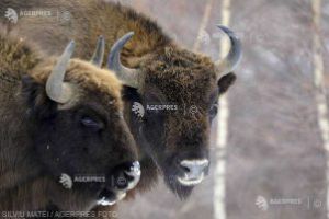 Braşov: Primii patru zimbri din Rezervaţia de la Vama Buzăului vor fi eliberaţi în mediul natural în mai