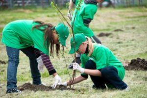 Acţiuni de împădurire  în judeţul Covasna, în „Luna plantării arborilor”