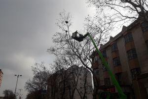 Unde s-au mutat ciorile alungate din oraş. Oamenii sunt exasperaţi