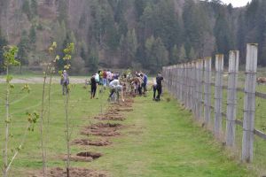 VIDEO Plantare de castani la Rezervaţia „Valea Zimbrilor”