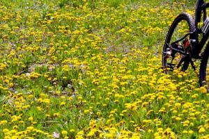Pedalati o tura la Padurea Verde, la final de saptamana