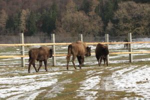 Primii zimbri din Rezervaţia de la Vama Buzăului, eliberaţi în mediul natural