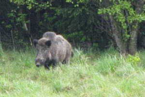 Focare de trichineloză la porc mistreţ, în evoluţie pe opt fonduri de vânătoare din ...