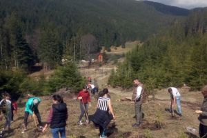 Elevi ai Colegiului de Industrie Alimentară au plantat 1.000 de puieţi de brad, la Sadova