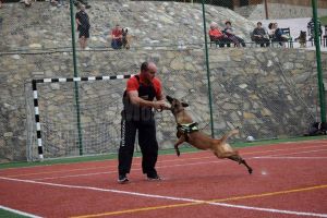 Workshop cu exemplare deosebite de Ciobănesc Belgian Malinois, Ciobănesc German, Presa ...