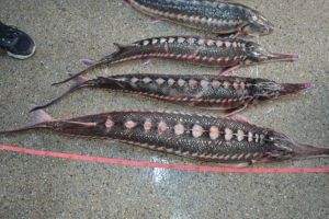 Tulcea. Aproximativ 32 de kilograme de sturion fara documente legale, descoperite de politistii de frontiera 