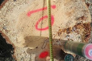 Tăieri ilegale de arbori într-o suprafaţă de pădure din Suceava, deţinută de Primăria Borşa