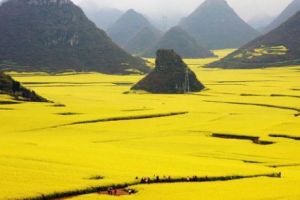 DEZASTRU în AGRICULTURĂ. Gerul şi PLOILE în EXCES au DISTRUS culturi importante