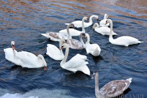 Şase lebede salvate la Suplacu de Barcău, după ce au 