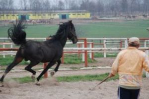 Ce poate face un CAL LA PRIVEGHI? SCENE VIRALE made in Romania. A mai fost o grozăvie la înmormântarea de pomină. VIDEO