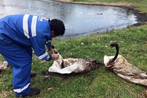 Şase lebede salvate la Suplacu de Barcău, după ce au 