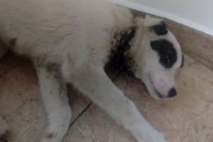 Încă un animal maltratat în Banat. Un căţel de cinci luni a fost spânzurat cu o sârmă