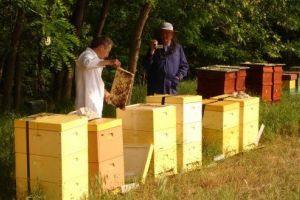 Ce culori preferă albinele şi care este cea mai bună vopsea pentru stupii din lemn!