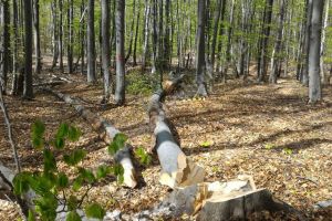 DÂMBOVIȚA: Pădurar rănit după ce un copac a căzut peste el