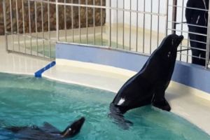 TREI LEI DE MARE, noile VEDETE ale Delfinarului de pe litoral. Preşedintele CJ Constanţa, Horia Țuţuianu, le confundă cu focile