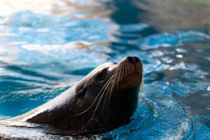 Trei lei de mare, noile vedete ale Delfinariului Constanta. Cum se numesc mamiferele si din ce specie fac parte (galerie foto)