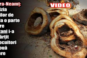 Piatra-Neamţ: Decizia edililor de a tăia o parte dintre castani i-a împărţit pe locuitori în două tabere