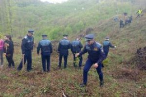 Politistii si elevii au plantat 1.000 puieti in Baia Sprie