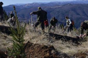 Încă 85.000 de puieţi în munţii dacilor. Voluntarii sunt aşteptaţi pe 27 aprilie pentru a da o mână de ajutor la o amplă acţiune de împădurire