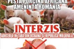 Pesta porcină africană ameninţă România