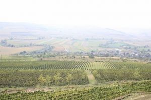 Angajări la crama Villa Vinea din Mica