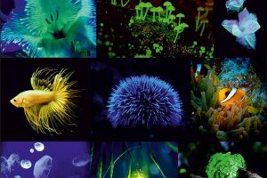 Lecţia muzeală „Bioluminiscenţa în lumea vie”, la Muzeul de Ştiinţele Naturii