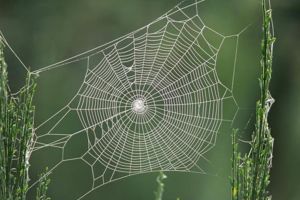Rugăciunea ca o pânză de păianjen