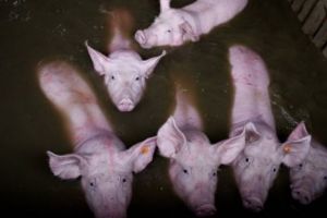 Imagini ȘOCANTE! SUTE de porci şi vaci încearcă să scape de inundaţii în Spania