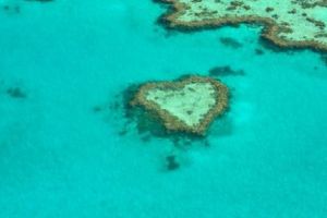  Marea Barieră de Corali este în PERICOL mai mult ca NICIODATĂ: „Au fiert până la distrugere!”. Concluziile ȘOCANTE ale cercetătorilor 