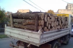 Șoferul unei autoutilitare încărcată cu lemne de brad, amendat pentru lipsa documentelor de transport