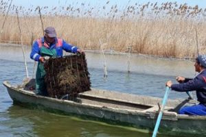 Complexul lagunar Razim-Sinoe, repopulat cu icre de şalău