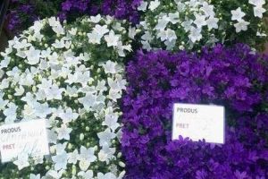 Un leu panseluţa, doi lei petunia