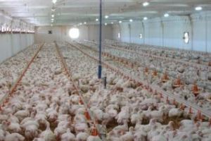 Ferma din Floreşti se poate REDESCHIDE