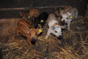 După Bruxelles are loc în judeţul Harghita dezbaterea pe tema protecţiei habitatelor şi speciilor