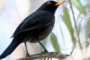 Mierlele din cartierul Simeria