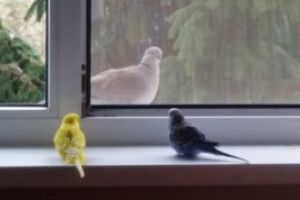 Peruşul – partenerul de discuţii înaripat