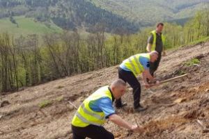 Am plantat puieţi de gorun şi paltin de munte, alături de personalul silvic!