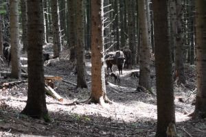 Primul zimbru nascut in libertate in acest an
