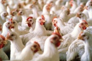 Johannis le pune gând rău porcilor şi găinilor