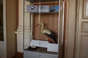 „Exponatul lunii”, la Secţia de Știinţele Naturii din cadrul Muzeului Judeţean Mureş