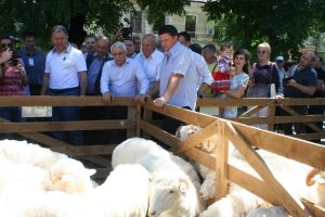 Oaia a pus stăpânire pe centrul Bistriţei. Ce le-a spus ministrul Petre Daea „bravilor oieri” (FOTO)